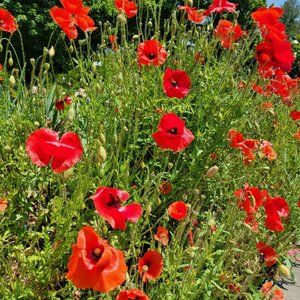 Meet your Posher, Lilia